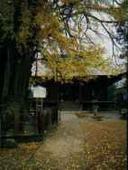 秋の国分寺の写真