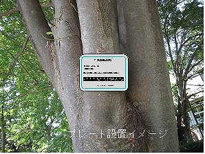 桜ヶ丘公園『あゆみの木』の里親募集の写真