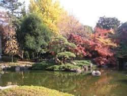 日本庭園のモミジ画像