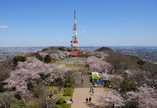 桜満開の湘南平