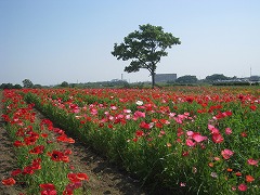 2009年現在の花畑の写真