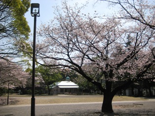 春には美しい桜が咲きます。