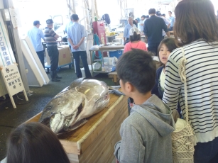 マグロの重量当てクイズの対象マグロ
