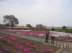 芝桜の写真(4月11日撮影)