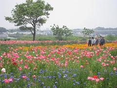 5月18日の花畑の写真
