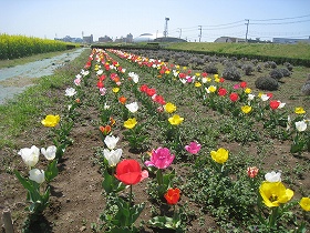 花畑（4月12日）の写真