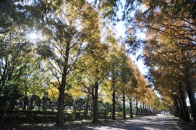 平成24年3月第1号指定の「平塚市総合公園　メタセコイアの並木」の写真