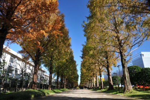 平塚市総合公園　メタセコイアの木の写真