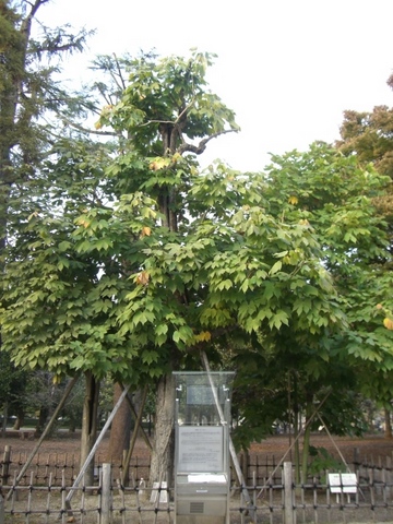 平和記念公園に植えられている被爆アオギリの親木の写真