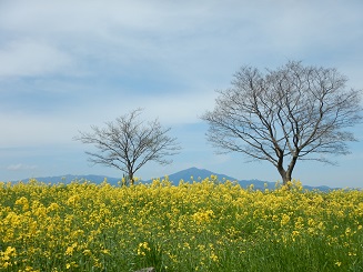 菜の花とシンボルツリー及び大山の眺望