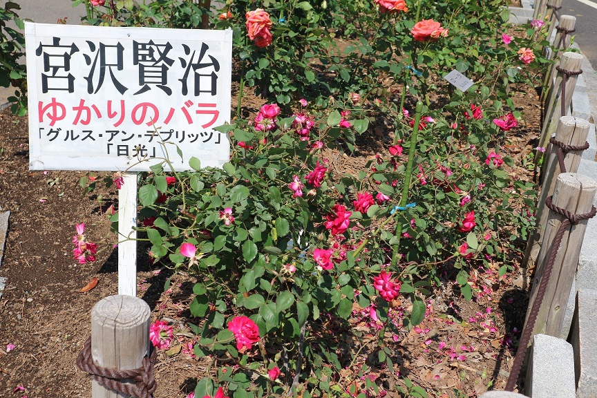 総合公園の宮沢賢治ゆかりのバラ1