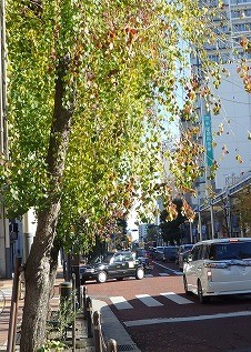街路樹の枝が伸びている