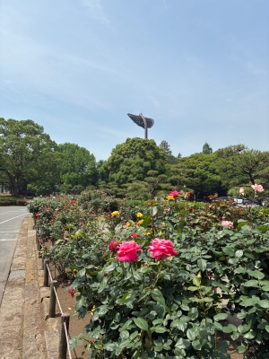 春バラの写真