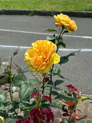 春バラの写真