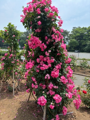 春バラの写真