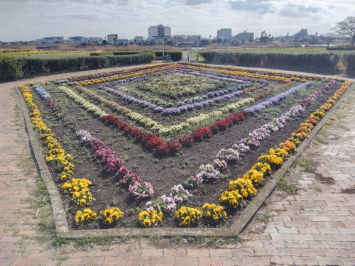 ひし形花壇のパンジー・ビオラの写真