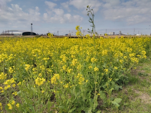 菜の花の写真(2)