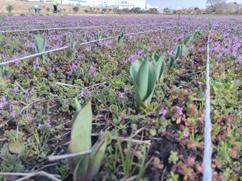 チューリップの写真