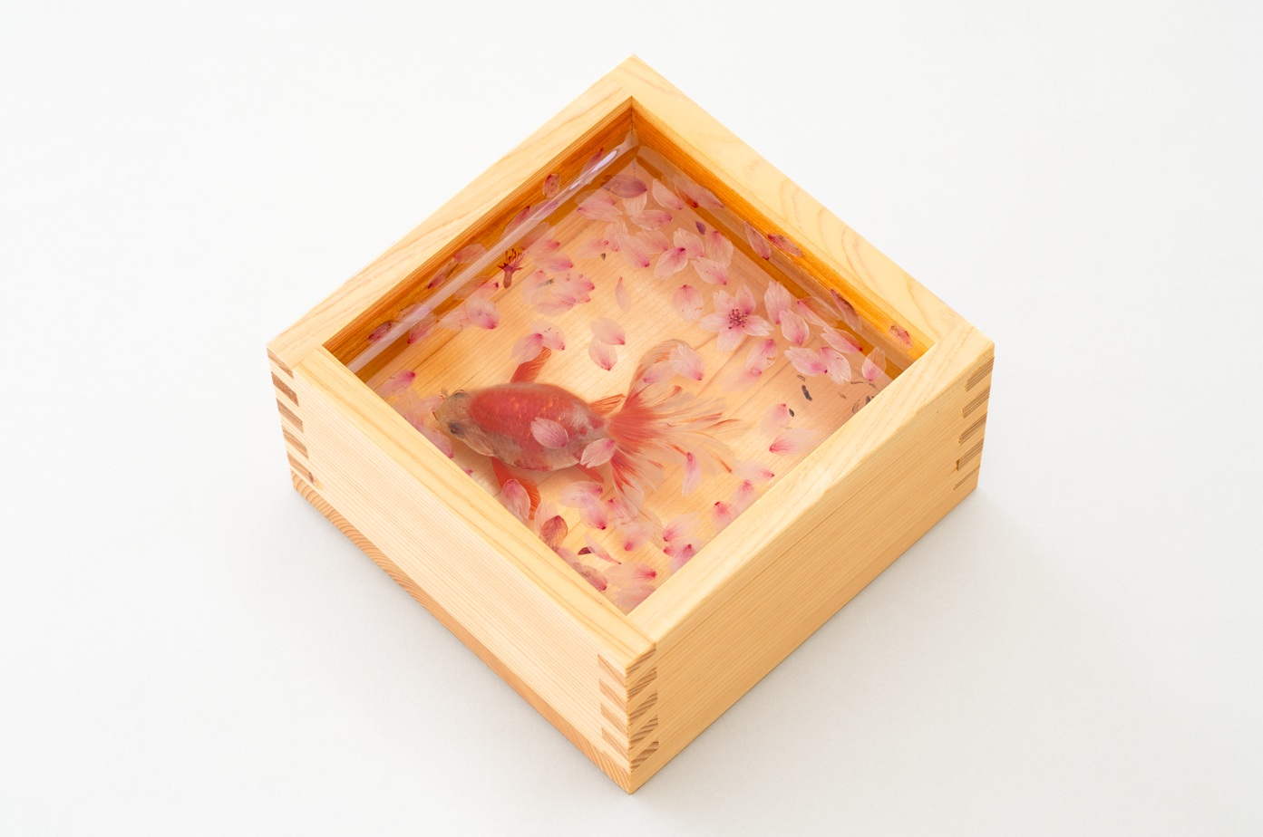 ふかほりりゅうすけ　さくらます　めいめい　うすべに　にせんじゅうななねん