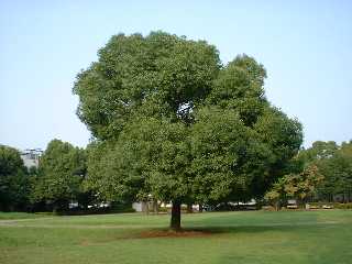 くすのきの樹木全体像が写った写真