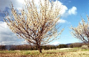 遠藤原の桜の画像