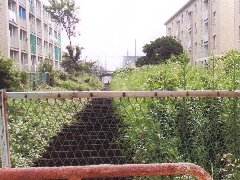 水路脇の草の状況写真