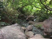日本庭園渓流の画像