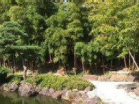 日本庭園竹林の画像
