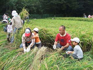 谷戸田で稲刈り体験の写真