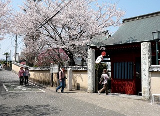 金目観音堂周辺の桜の写真