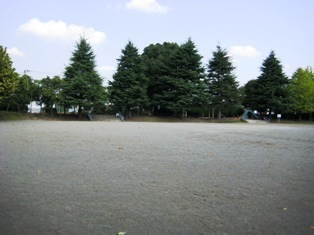 大きな多目的広場と遊具広場の間には、ヒマラヤスギがあります。