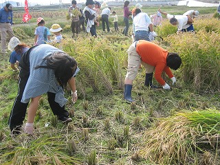 昨年の米づくり体験隊の収穫の写真