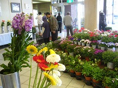 昨年の平塚市春の花き展の写真