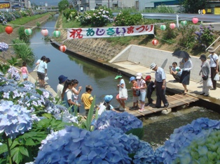 河内川あじさい祭りの写真