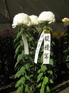 昨年県知事賞受賞の菊の写真