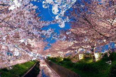 真土堤の夜桜の写真