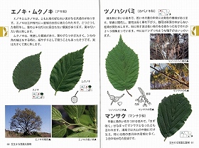 湘南の樹木改訂版　中ページの写真
