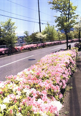 めぐみが丘の道路に植栽に取り組みました