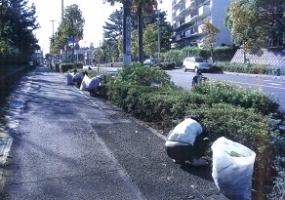 沿道花壇を手入れした写真