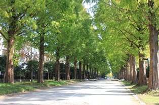 平塚市総合公園　メタセコイアの並木の写真