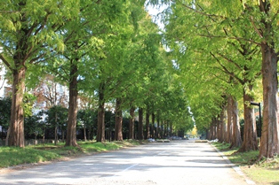 平塚市総合公園 メタセコイアの並木の写真