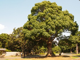 平塚市総合公園　クスノキの写真