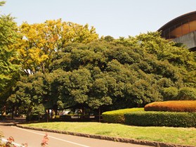 平塚市総合公園　スダジイの写真