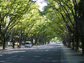 東海大学　ケヤキ並木の写真