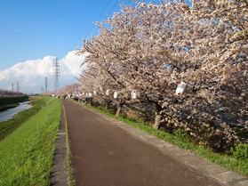 渋田川　サクラ並木の写真