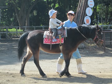 ふれあい動物園のポニー乗馬の写真