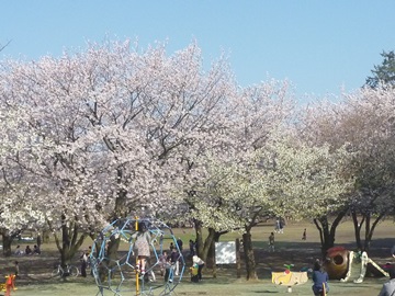 桜の広場の写真
