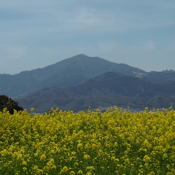 菜の花と大山眺望