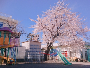 写真：ひばり幼稚園園庭