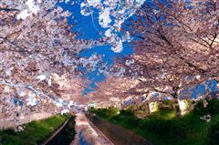 渋田川の桜